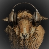 DJ_Deichschaf